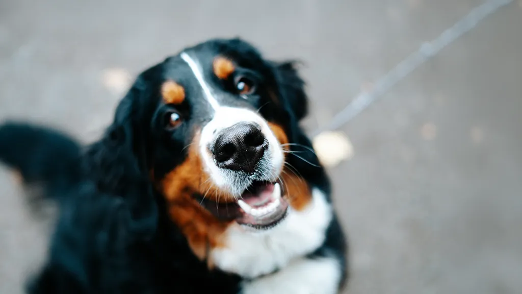 Hund Wermelt vom Hotel Wermelt
